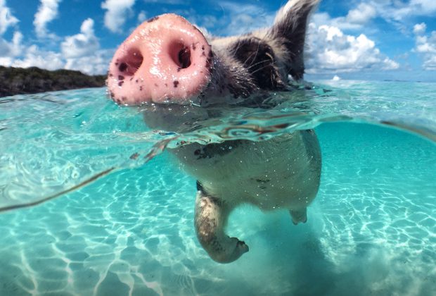 Pig Island