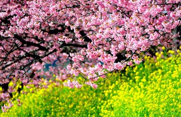 ทัวร์ญี่ปุ่น โตเกียว ฟูจิ ชมเทศกาลชมดอกไม้ ณ สวนฮานาโนะมิโยโกะ ขอพร ณ วัดอาซากุสะ 5 วัน 3 คืน สายการบินแอร์เอเชียเอ๊กซ์