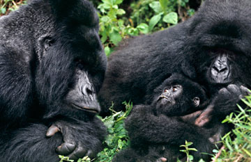 ทัวร์แอฟริกา ยูกันดา รวันดา  ตามหา กอริลลา Gorilla Trekking 10 วัน 7 คืน สายการบินเอทิโอเปียน แอร์ไลน์